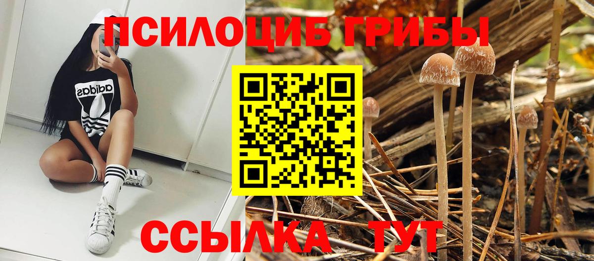 Псилоцибиновые грибы MAGIC MUSHROOMS  Вход с VPN  Калининград 